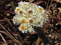South Indian Pearly Everlasting